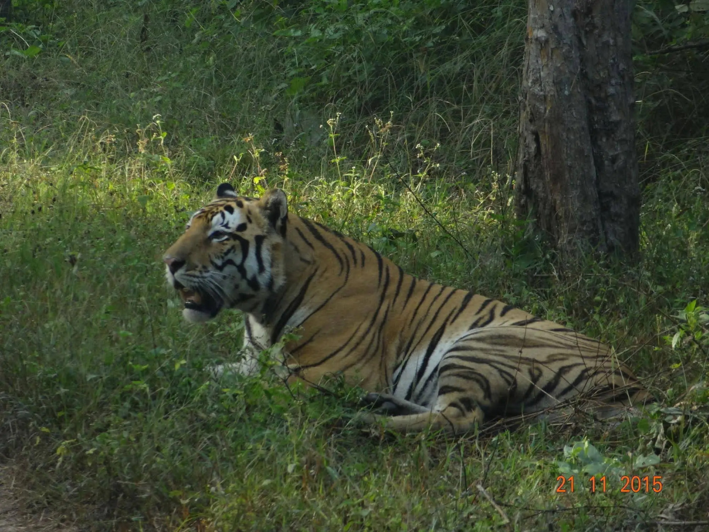 Windsor Tiger Resort