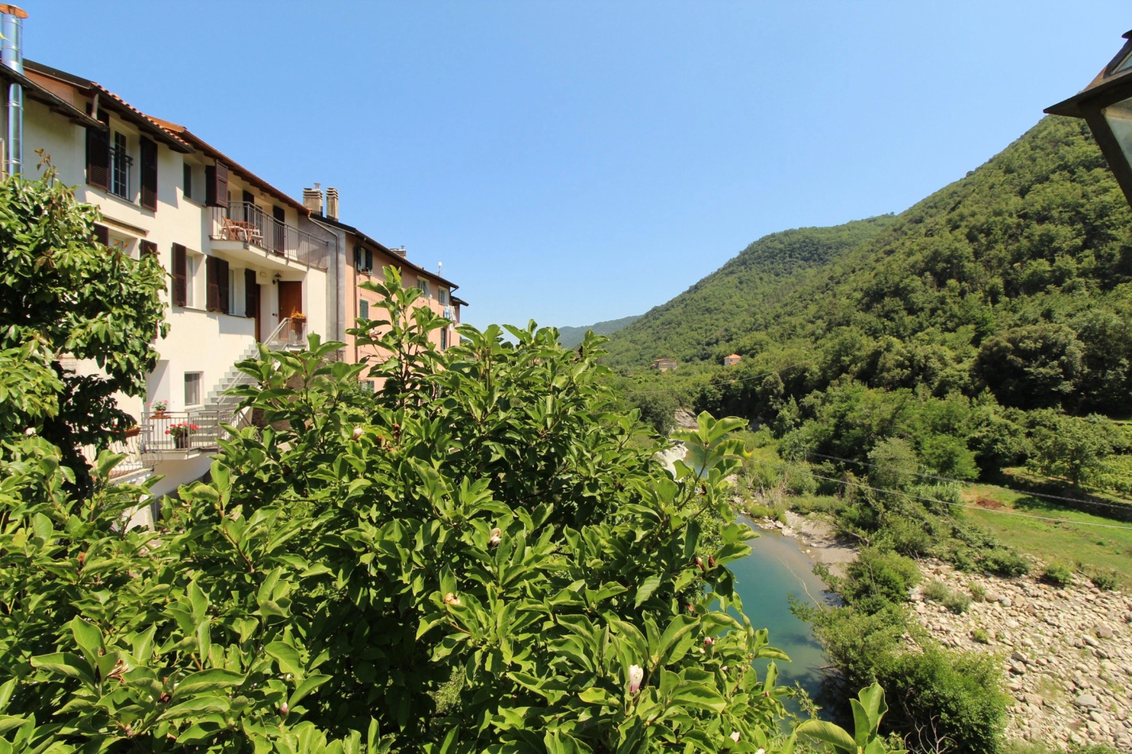 Gelsomino among vineyard