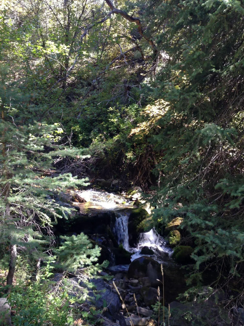 Treehouse by the Stream