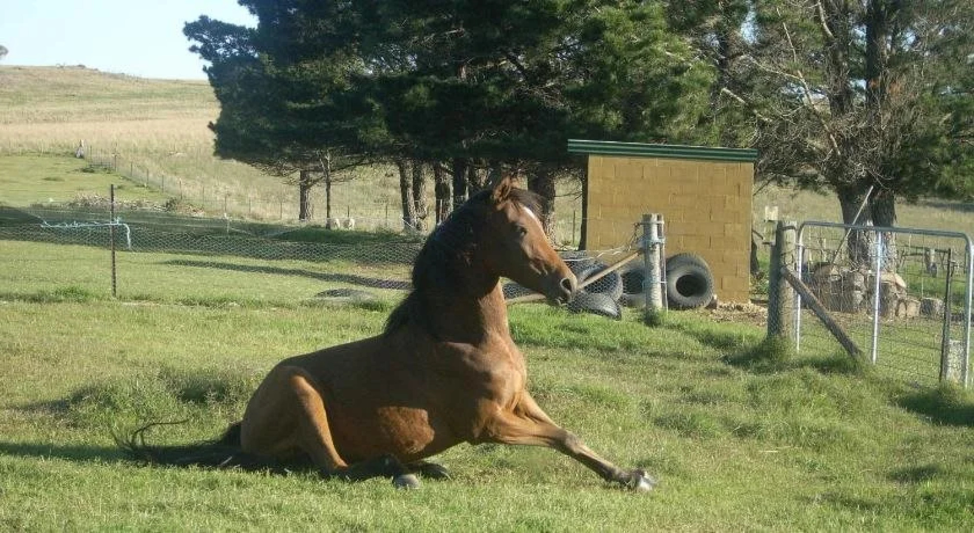Alpine Country Motel