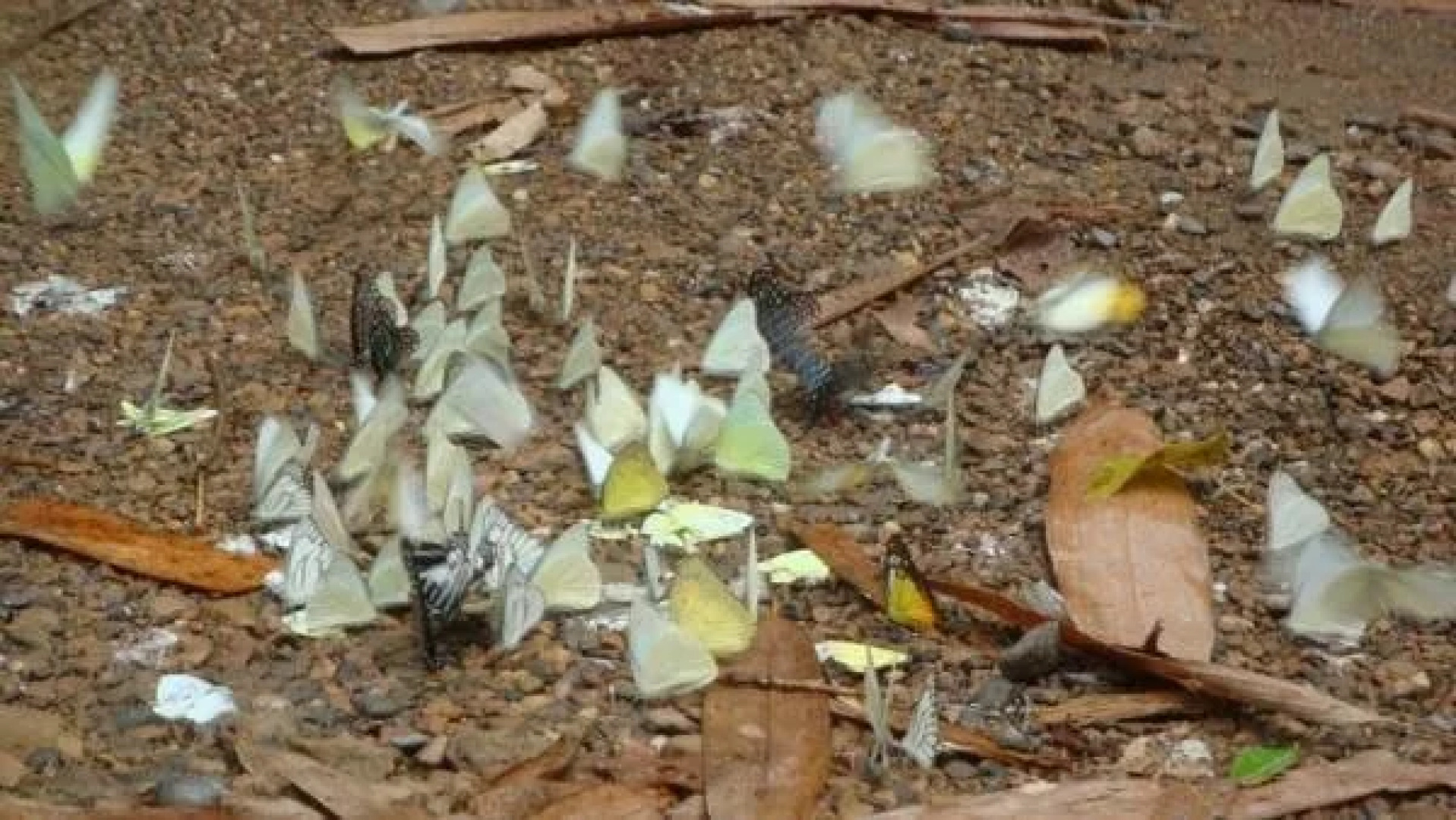 Kaengkachan Lake Hill Resort