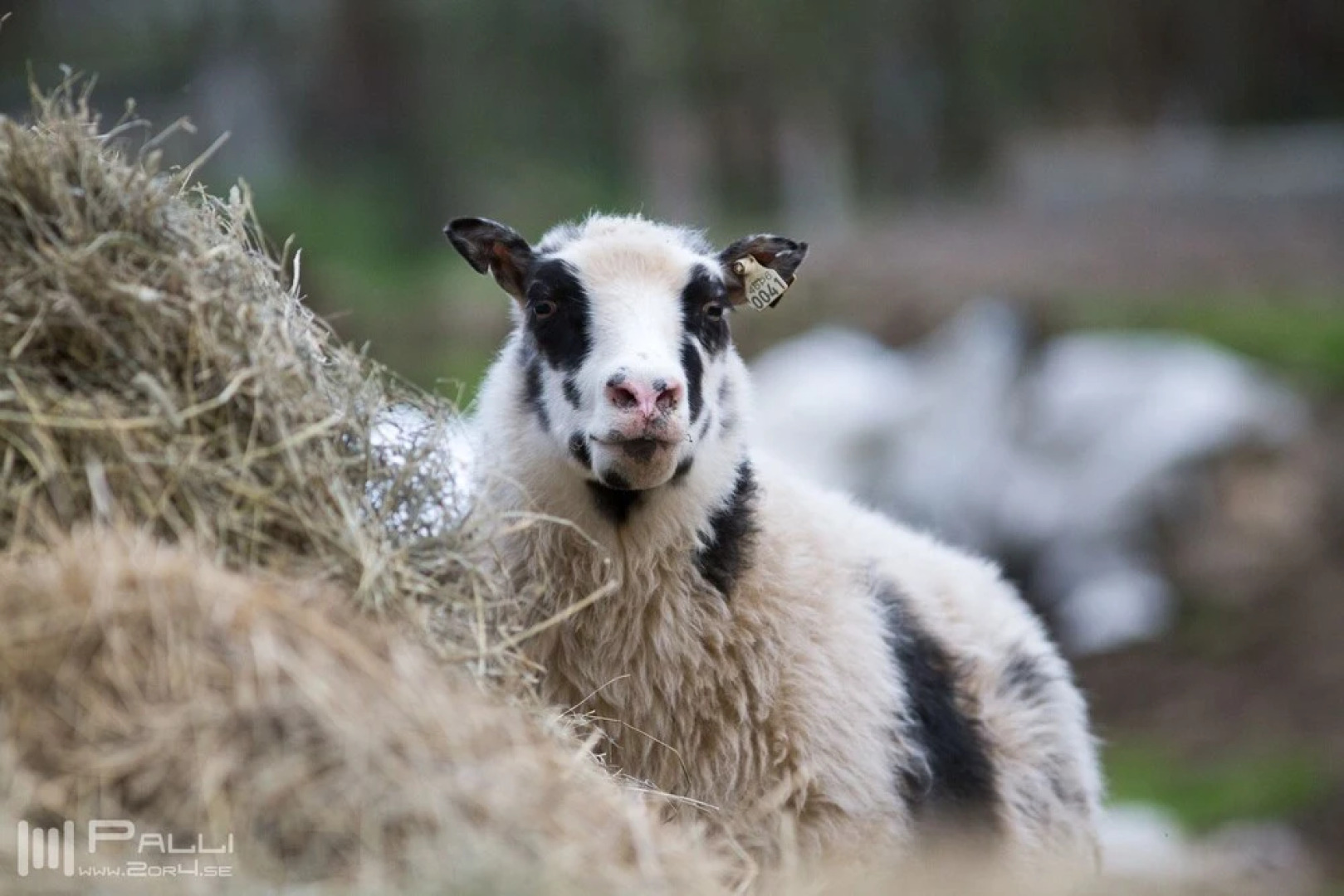 Vallakot Farm Guesthouse