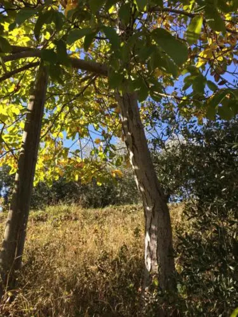 Agriturismo 7 Colonne