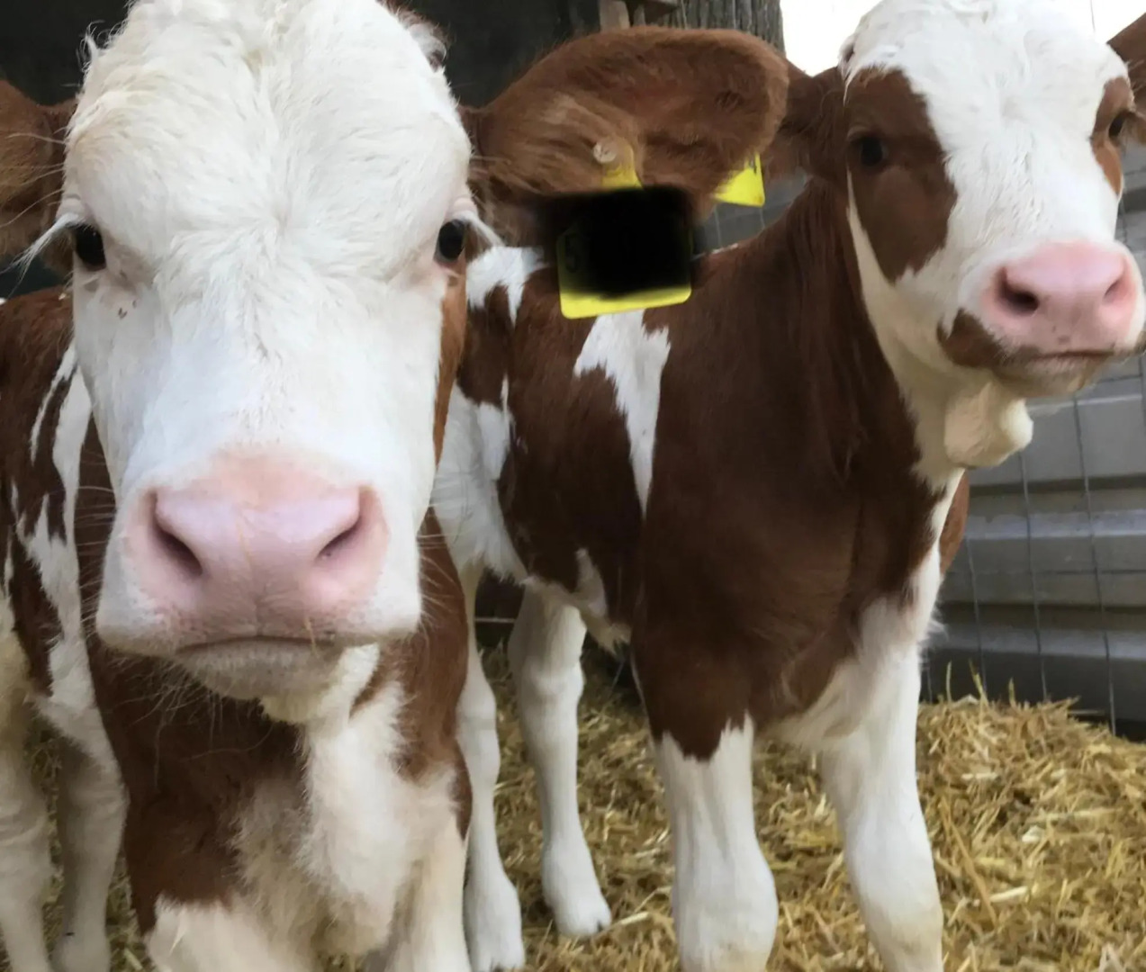 Urlaub auf dem Bauernhof Zeller