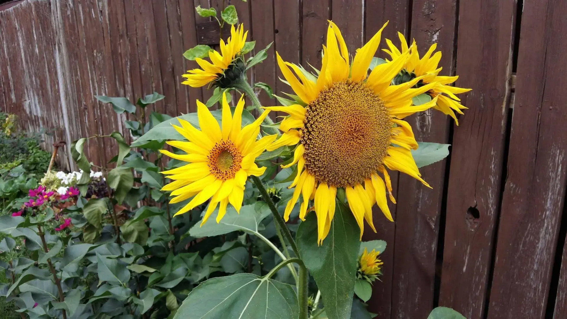 Wild Rose Bed & Breakfast