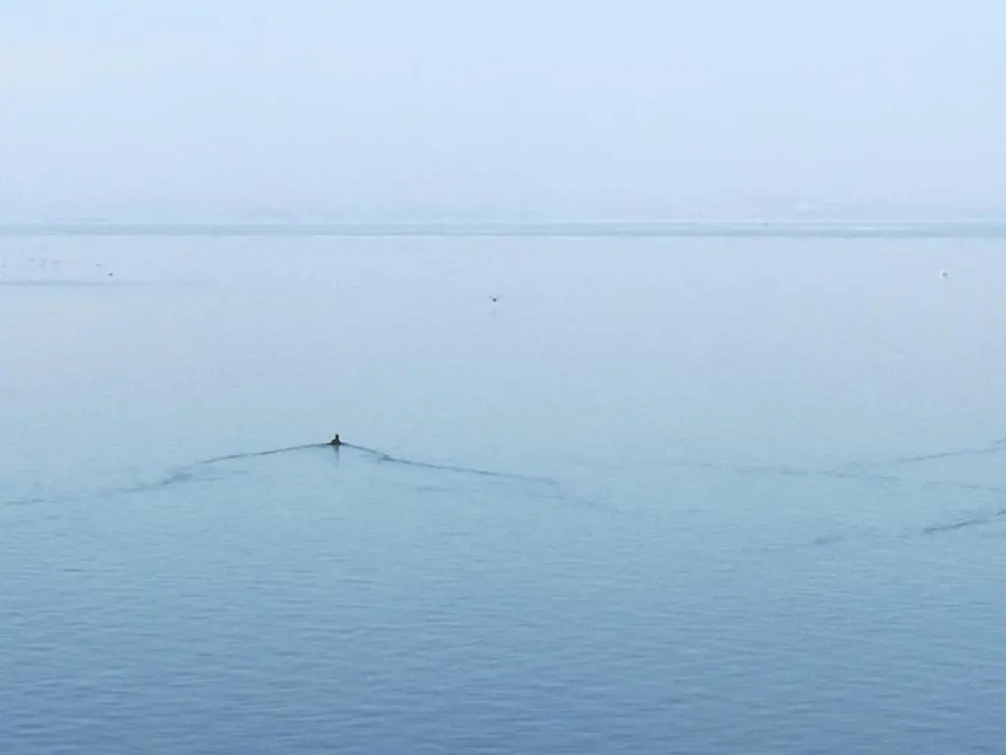 Apartment and Rooms Dedine Golubac