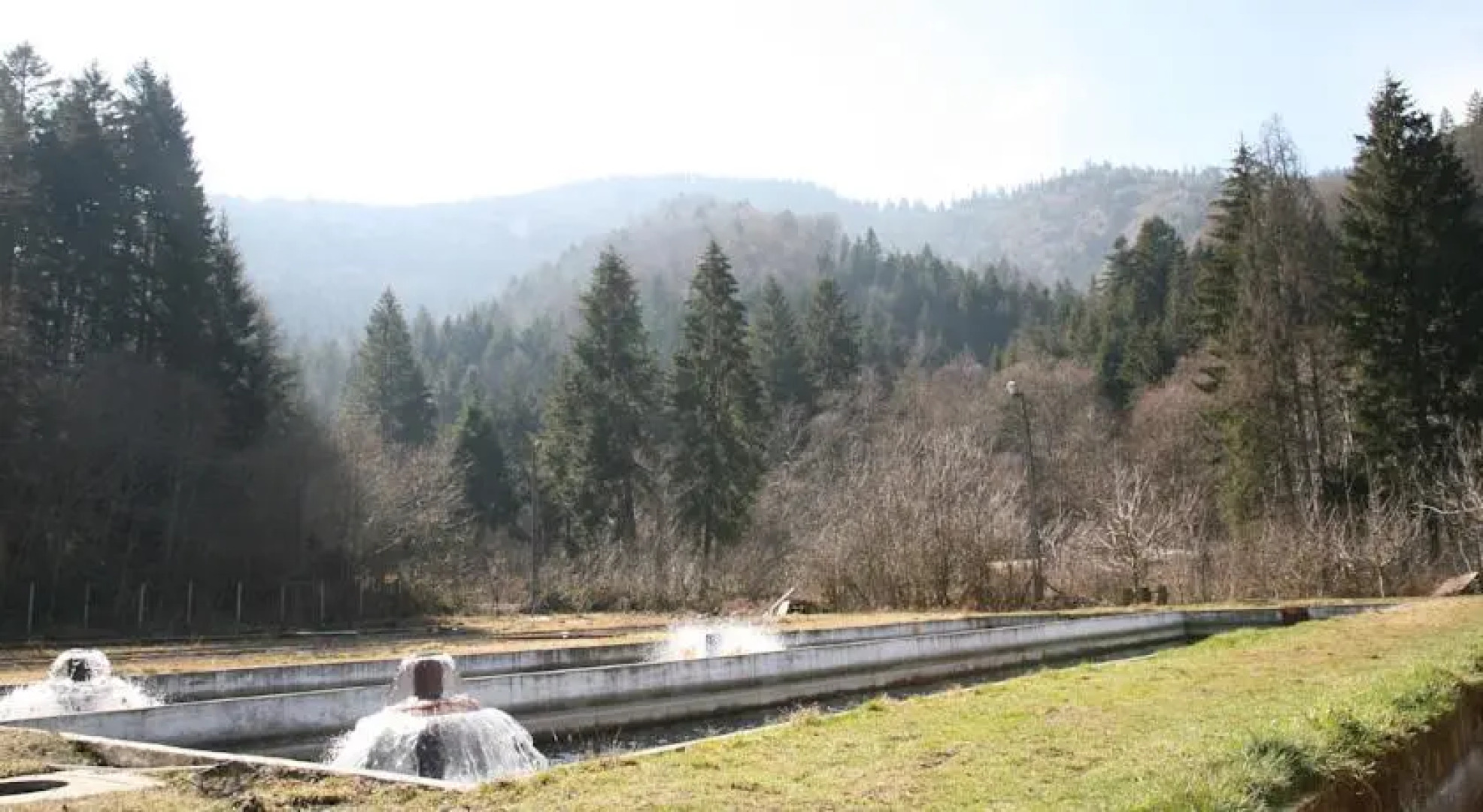 Pension Floarea Reginei