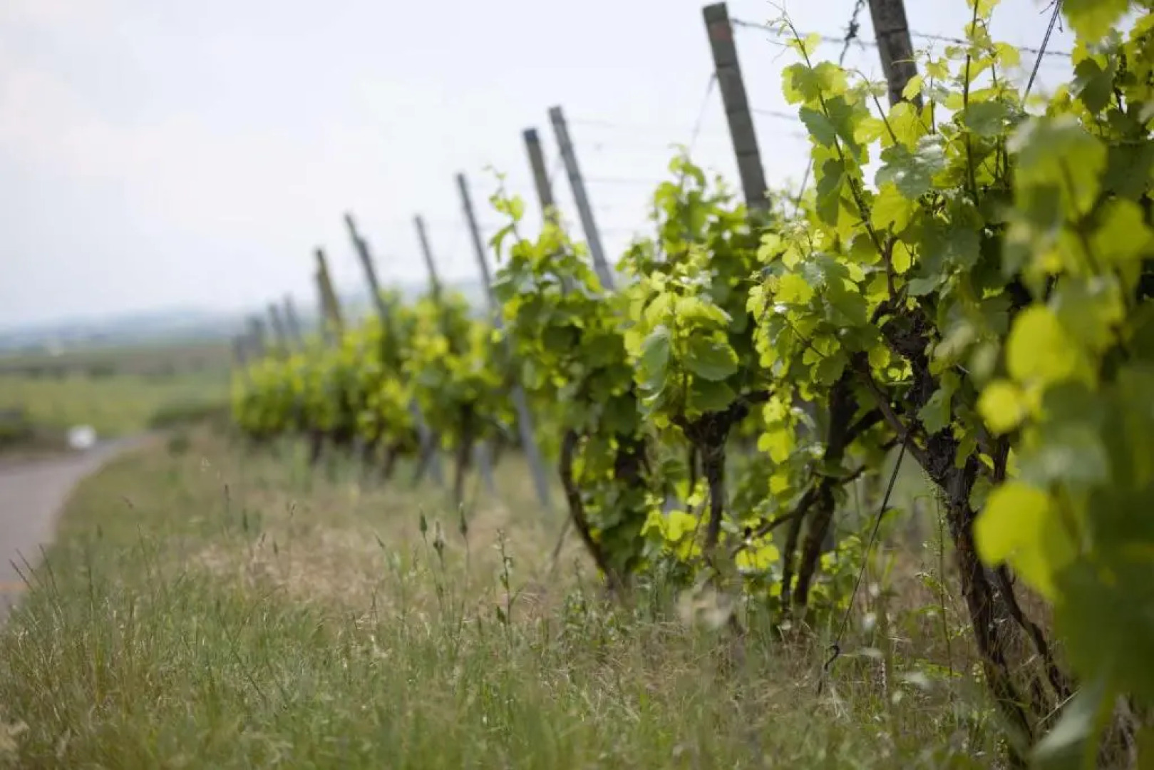 Weingut Winzerstube Schilling