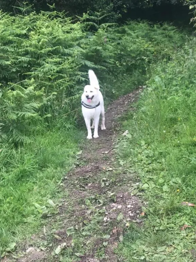 Tall Trees Seaside & Nature Retreat B&B