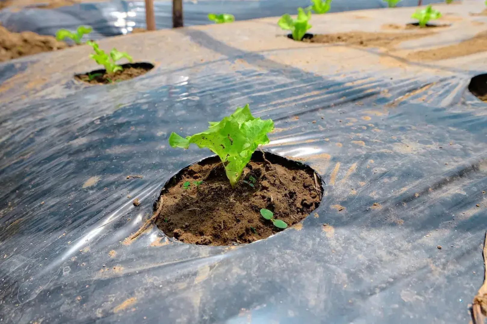 Secret Lodge Bedugul by Taritiya Collection