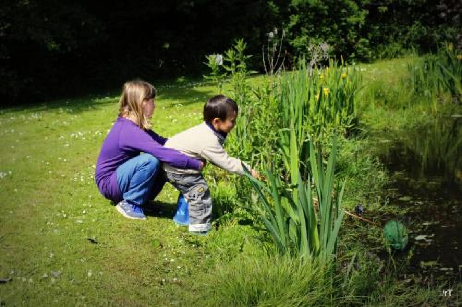 Stutteri Skandi Hest