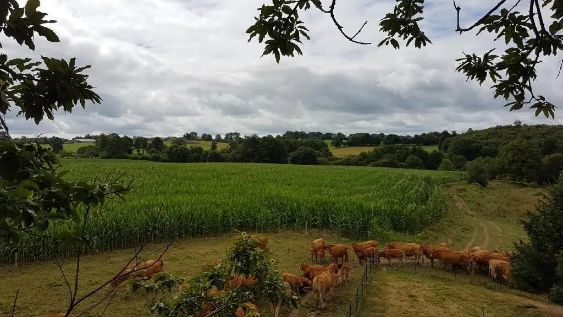 La Thibaudiere Tilleul