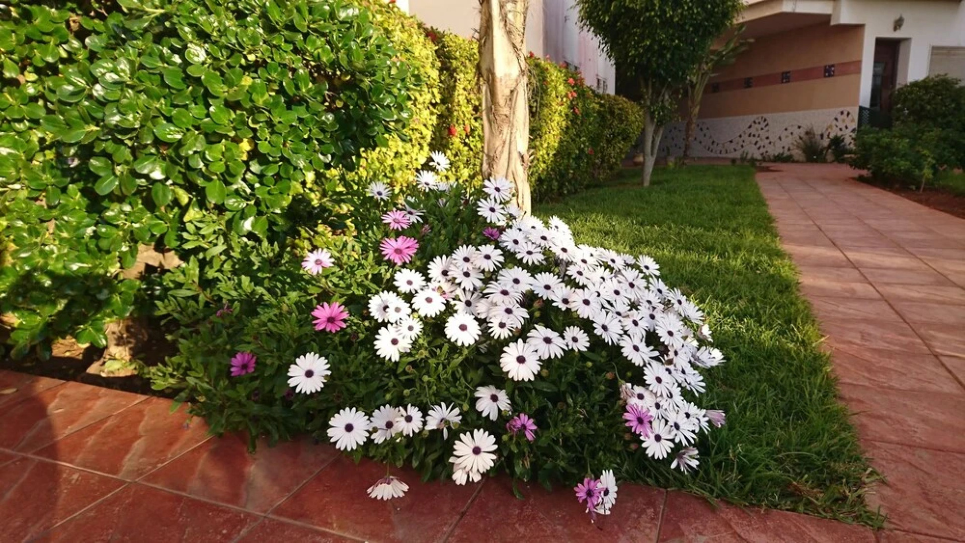 Artistica Suite - La Siesta