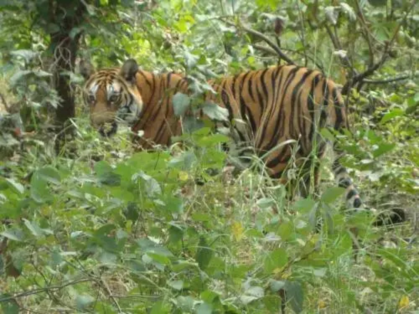 Ratapani Range Retreat