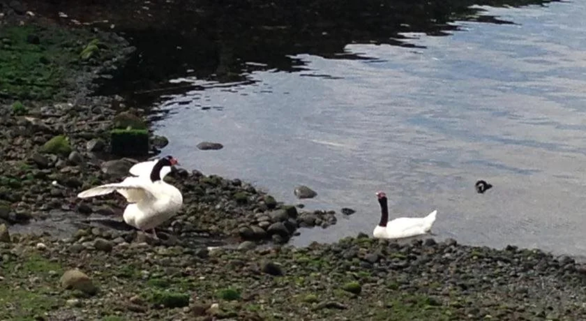 Punta Piedras Lodge & Marina