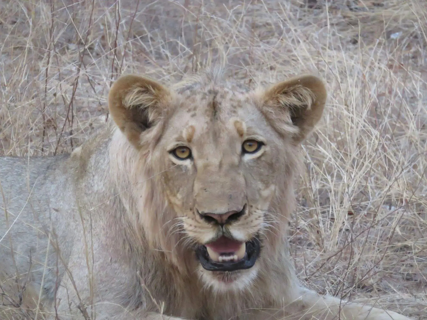 Sausage Tree Safari Camp