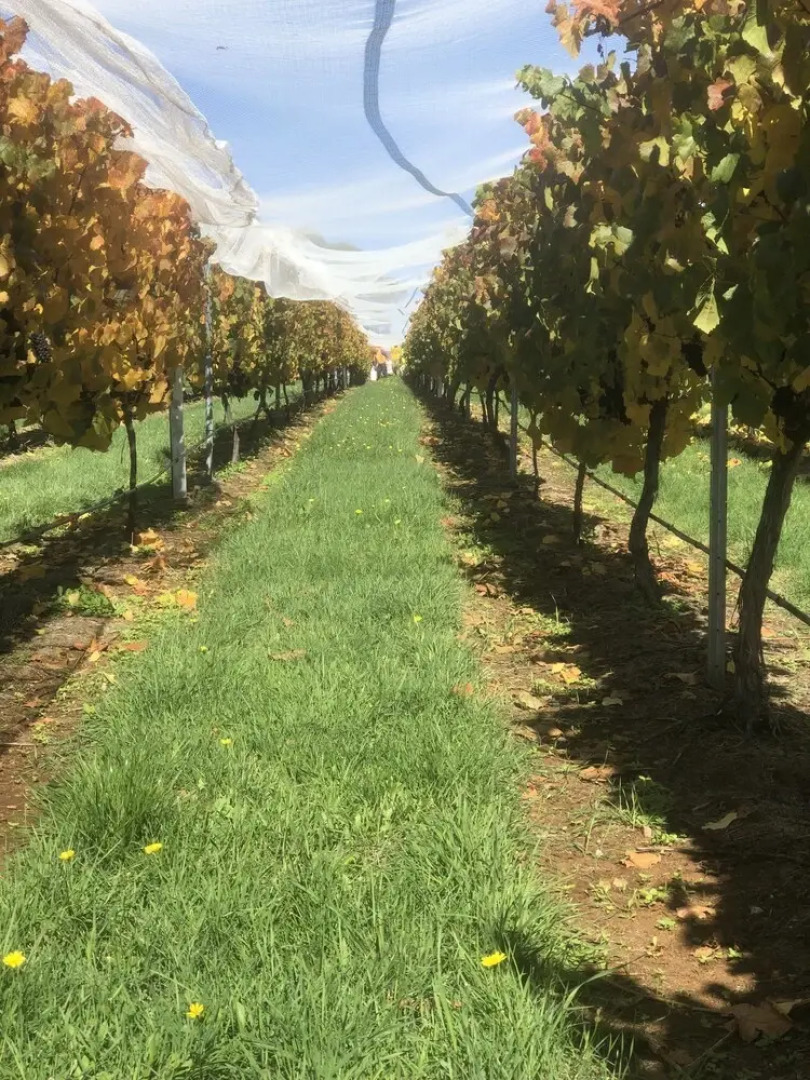 3 Willows Vineyard Cottage