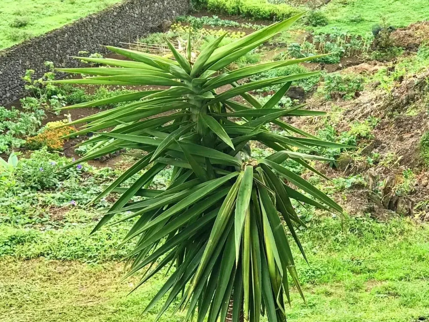 Property With 4 Bedrooms in Fenais da Luz, With Shared Pool and Wifi