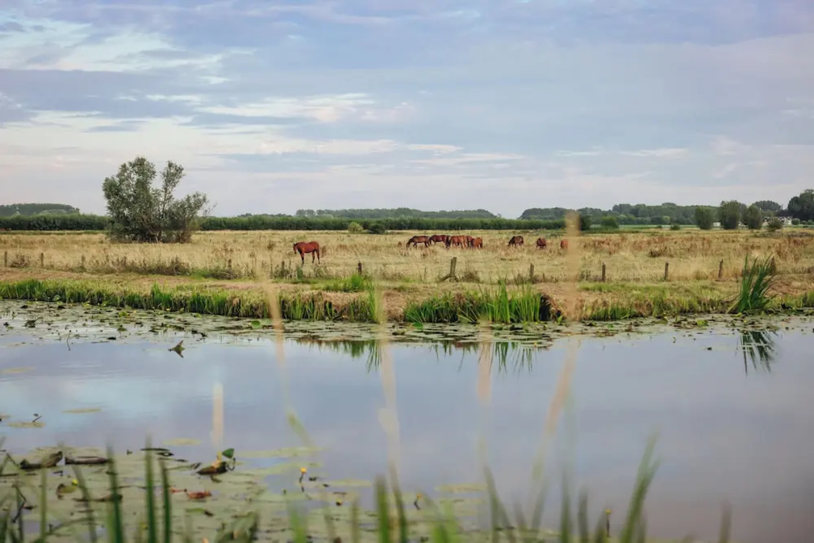 Hajé restaurant Nieuwegein