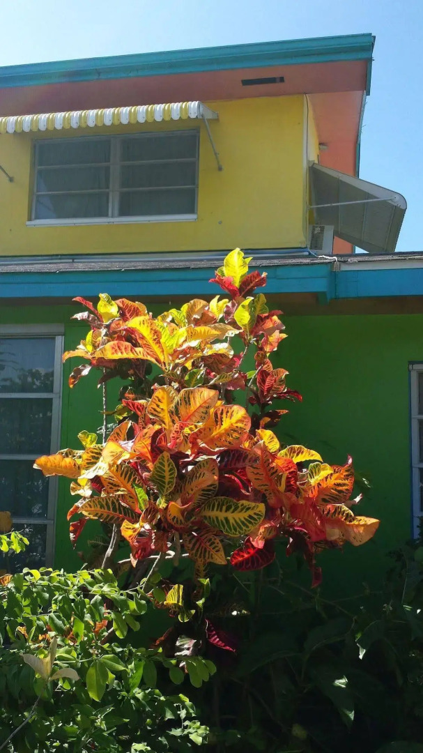 Eldemire's Tropical Island Inn