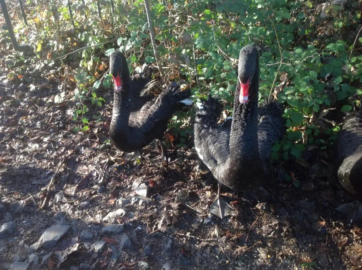 Château de Grand Tonne