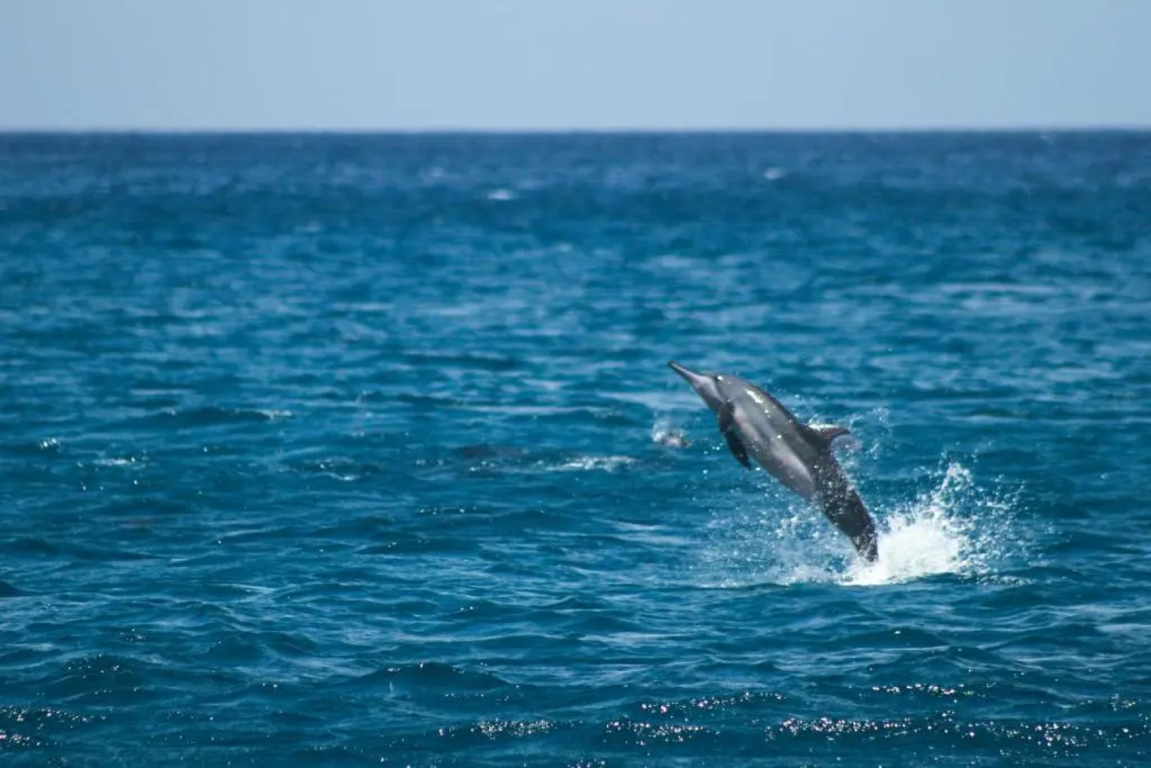 Flamboyant Residence