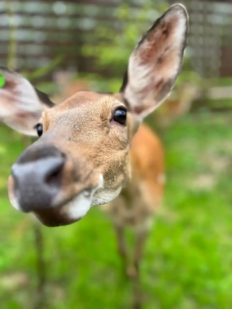 Мы дома - Зеркальный лес