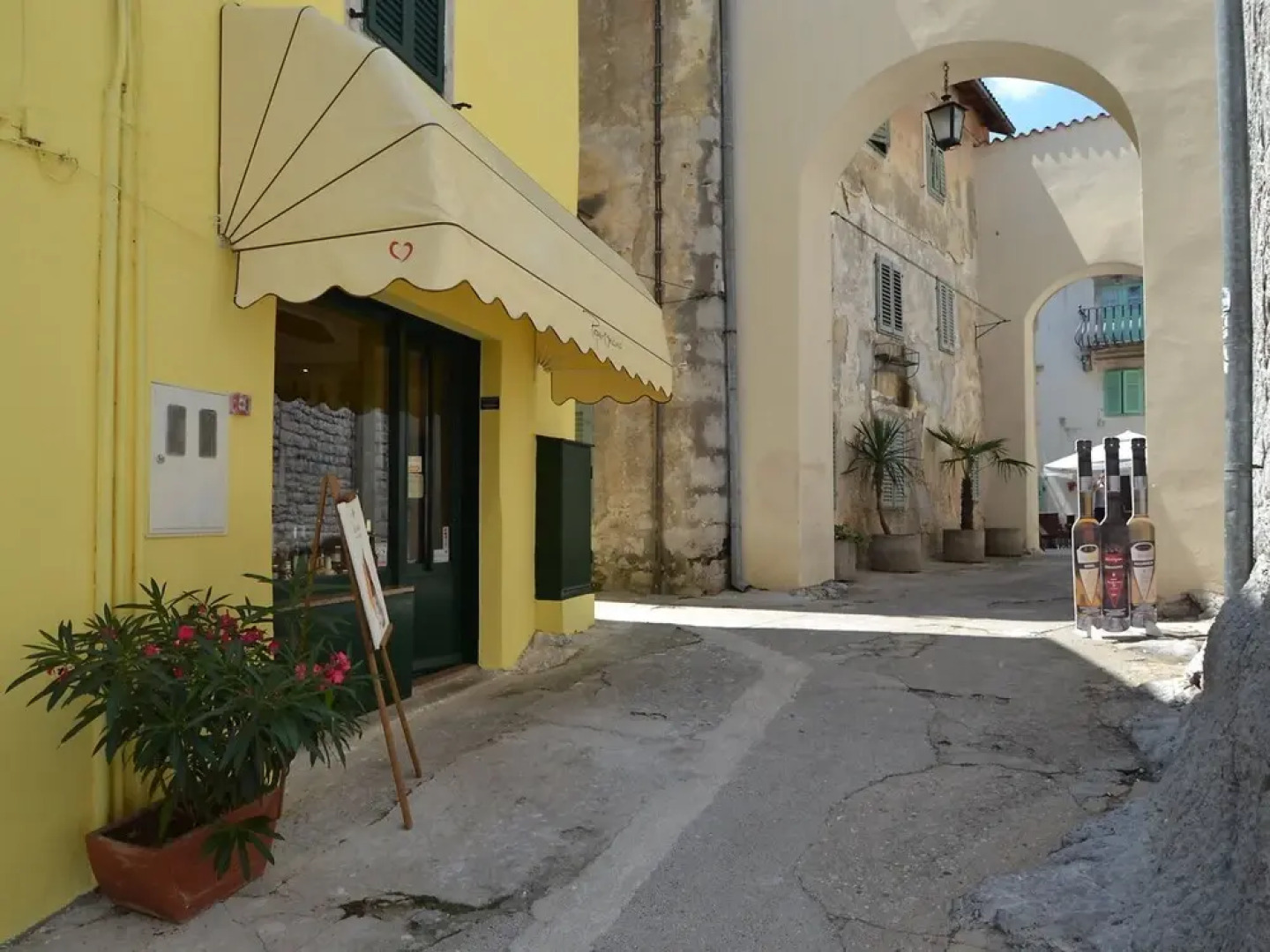 Laurus Tuli Evica in Tuli Evica