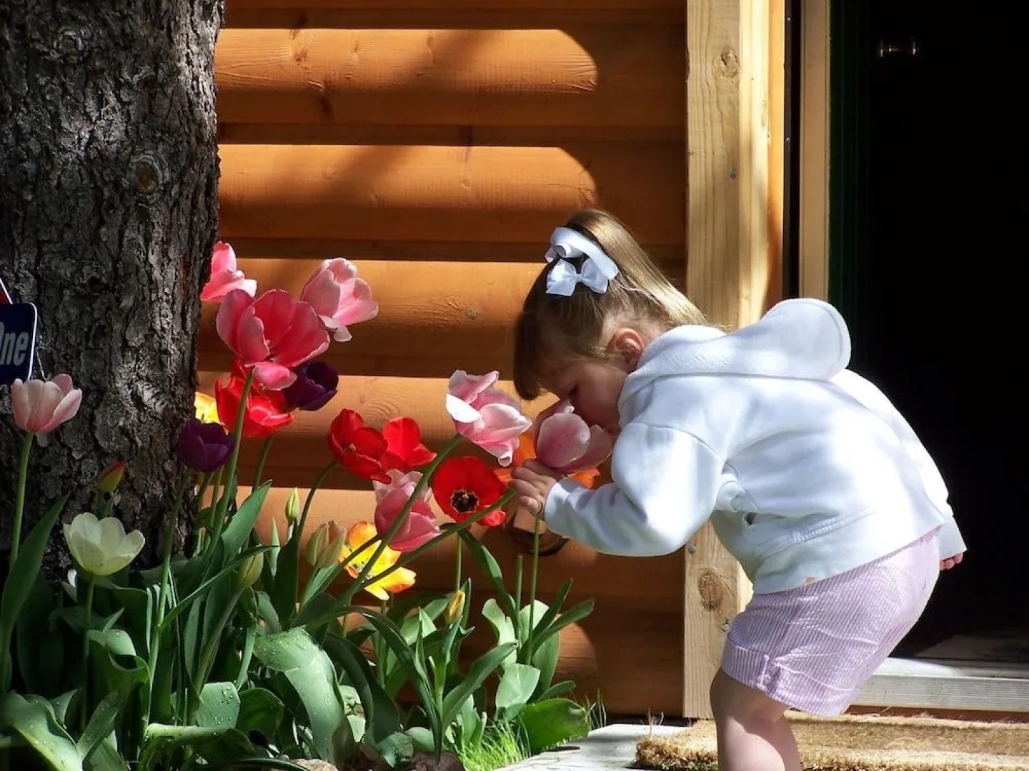 Golden Bear Cottages