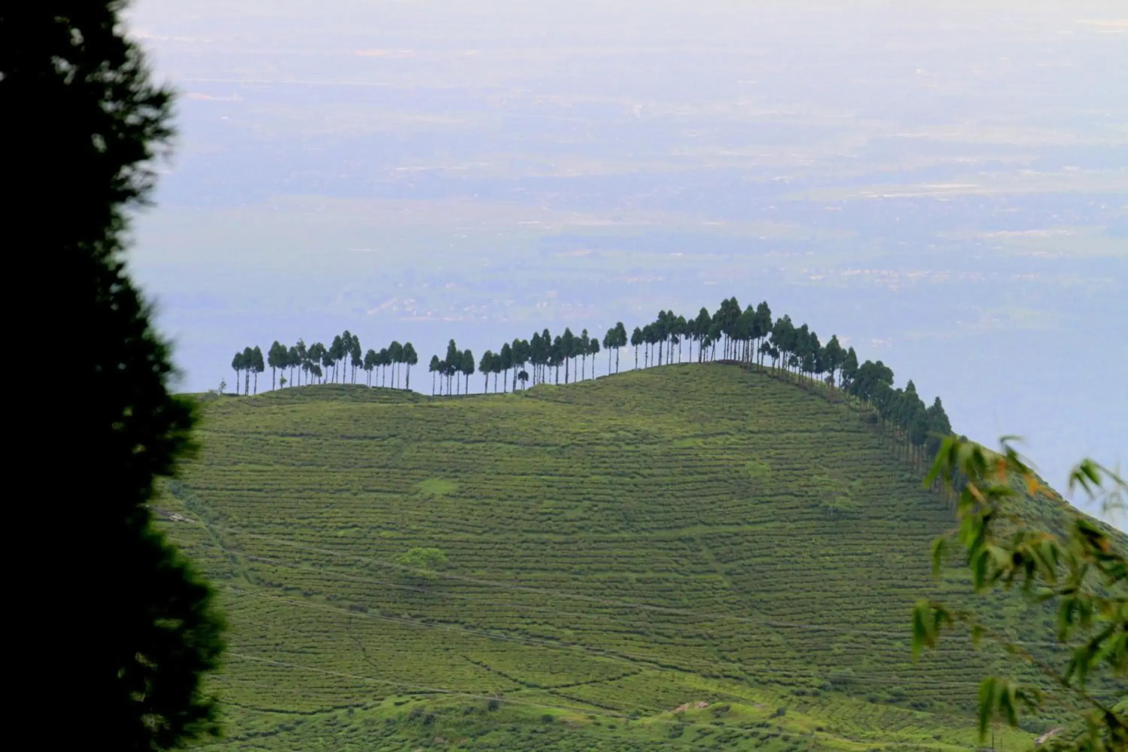 Sourenee Tea Estate & Boutique Resort