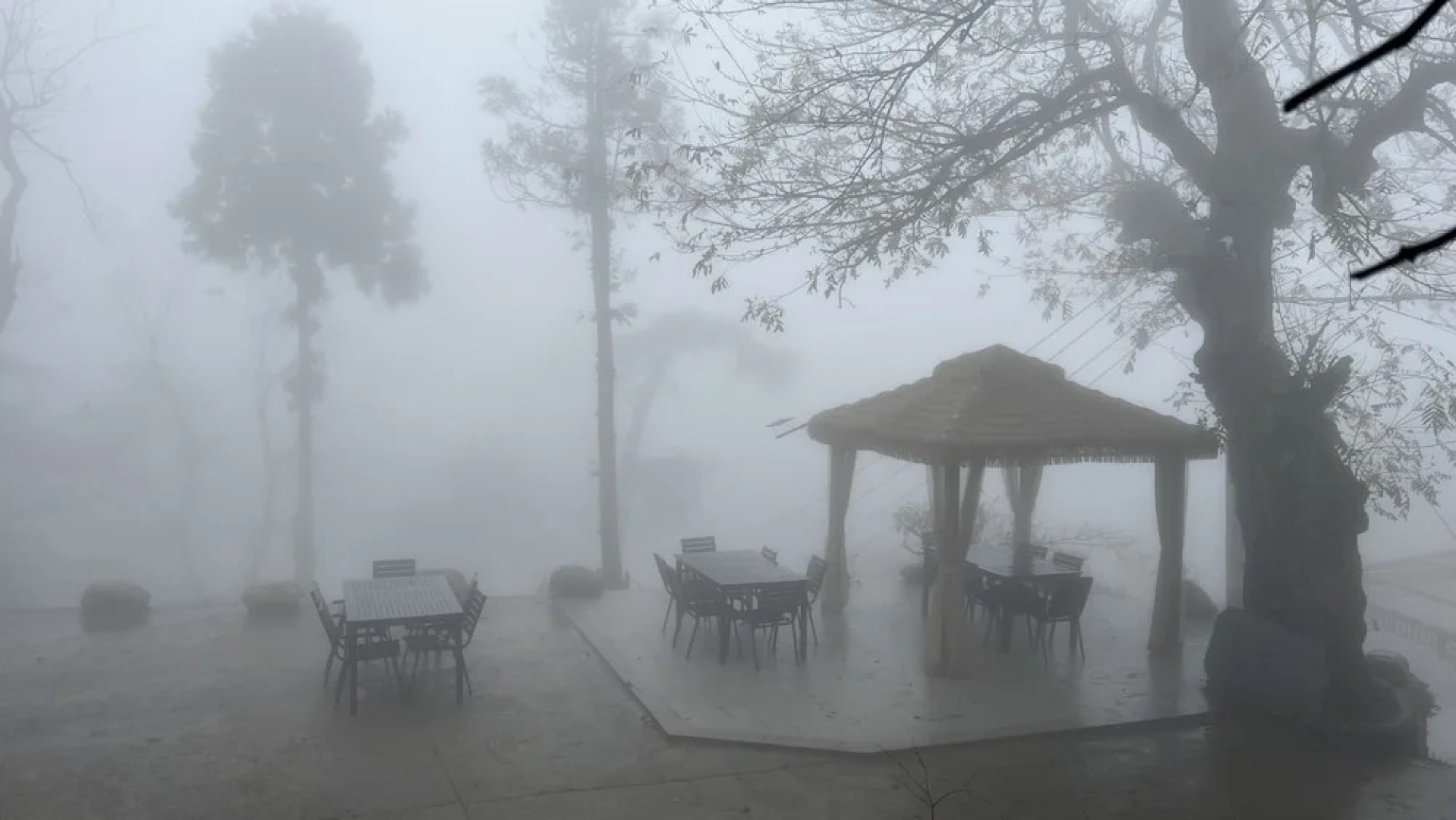 Wesley Rosegarden Lushan