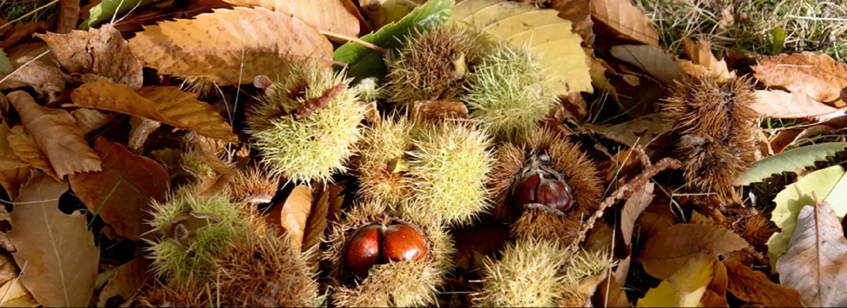 La Posada de Pedrazales