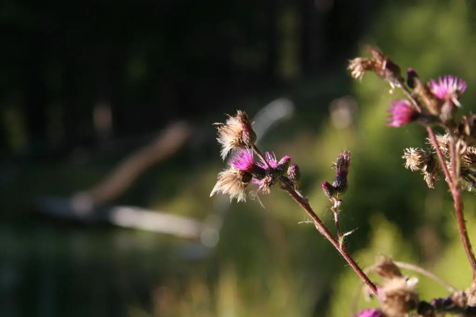 Romantische Appartements Sinnhubbauer