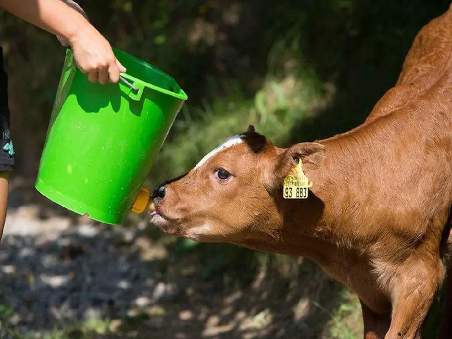 Eisenmann Holiday Farm
