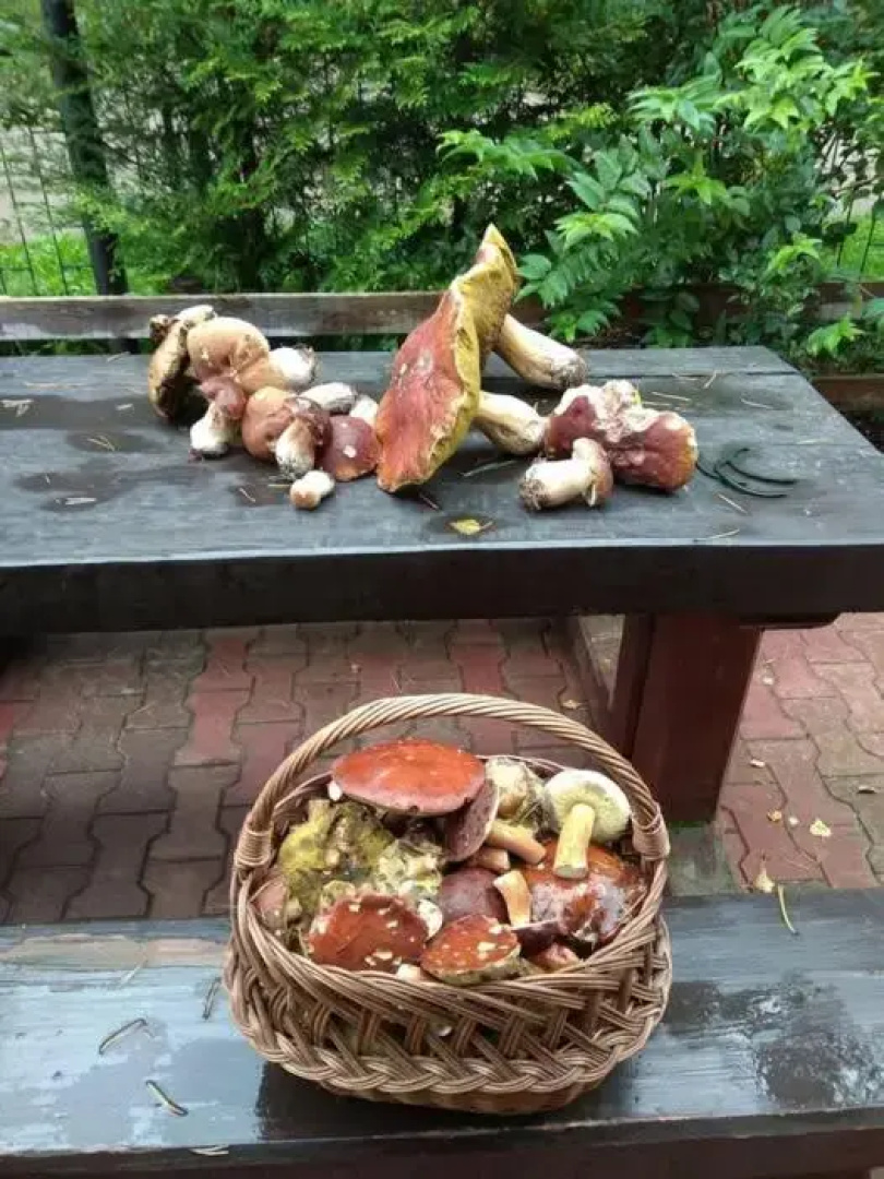 Osrodek Wypoczynkowy Sosenka