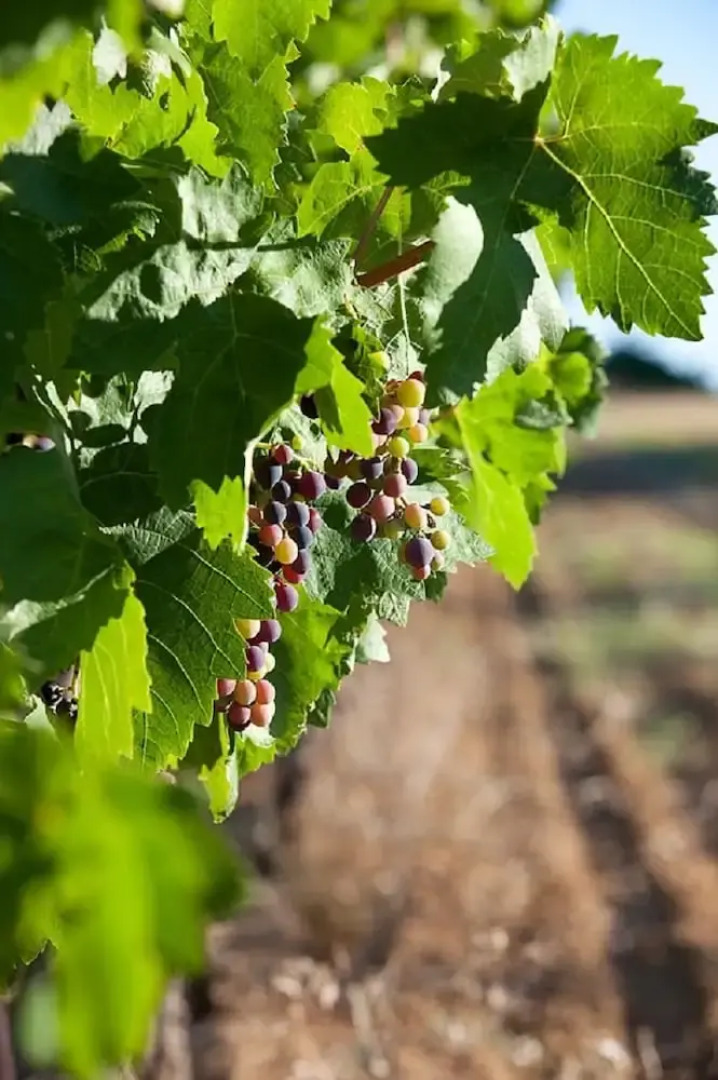 Saint Paul Le Marseillais