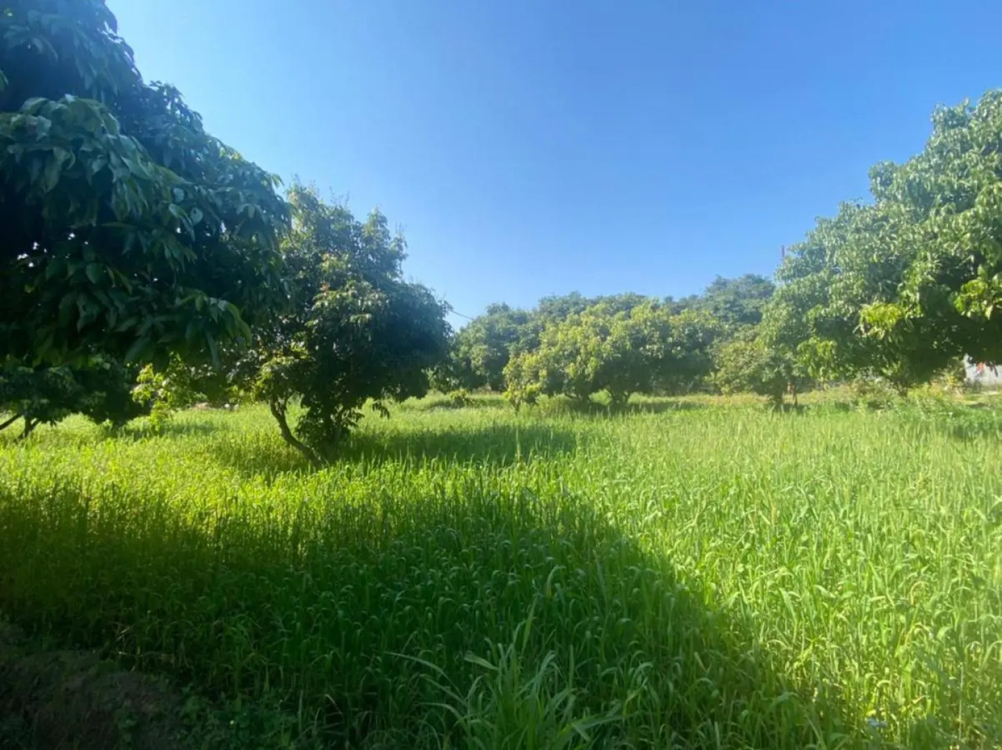 Lushy Days Boom Camps, Tanakpur (Riverside Luxury Camps)