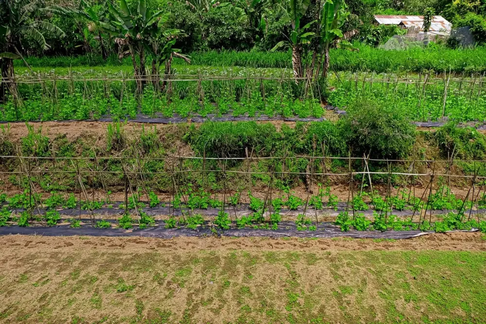 Secret Lodge Bedugul by Taritiya Collection