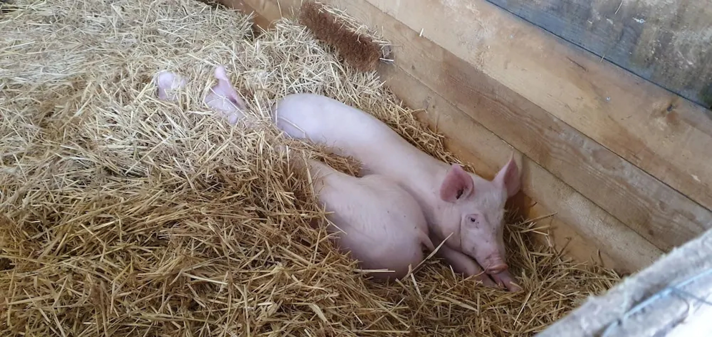 Feriengut zum Fürst n