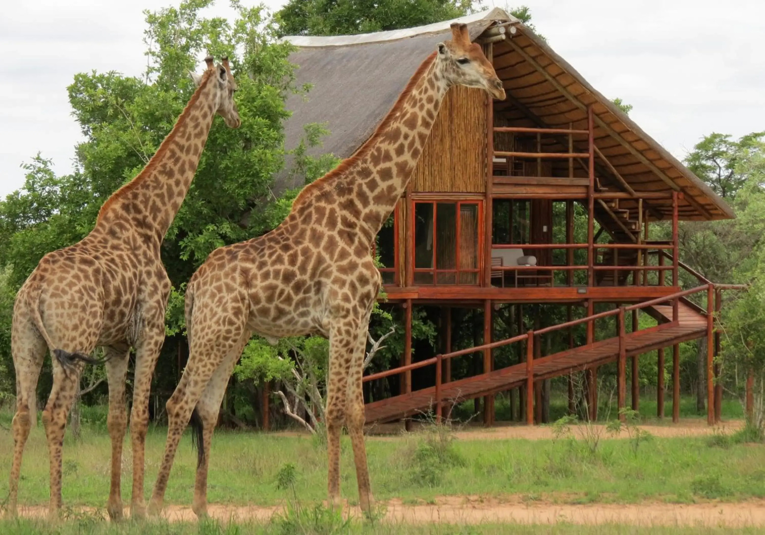 Pezulu Tree House Lodge