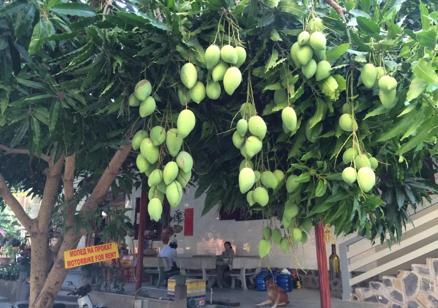 Sea Flower Guest House