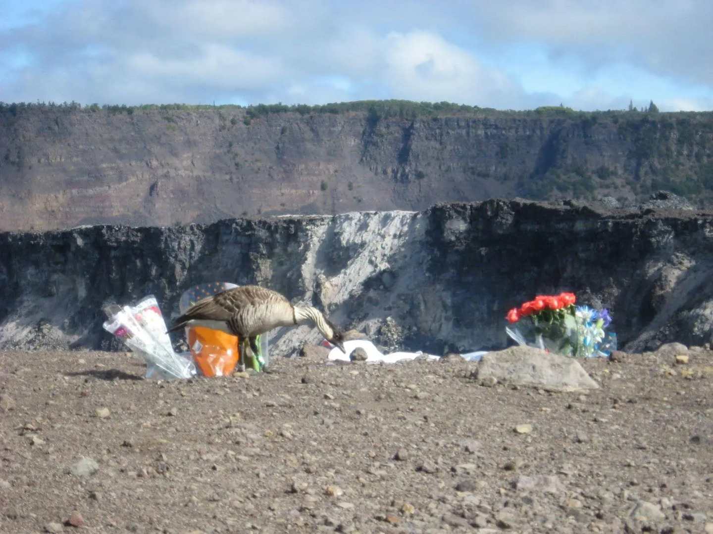 Volcano Mist Cottage