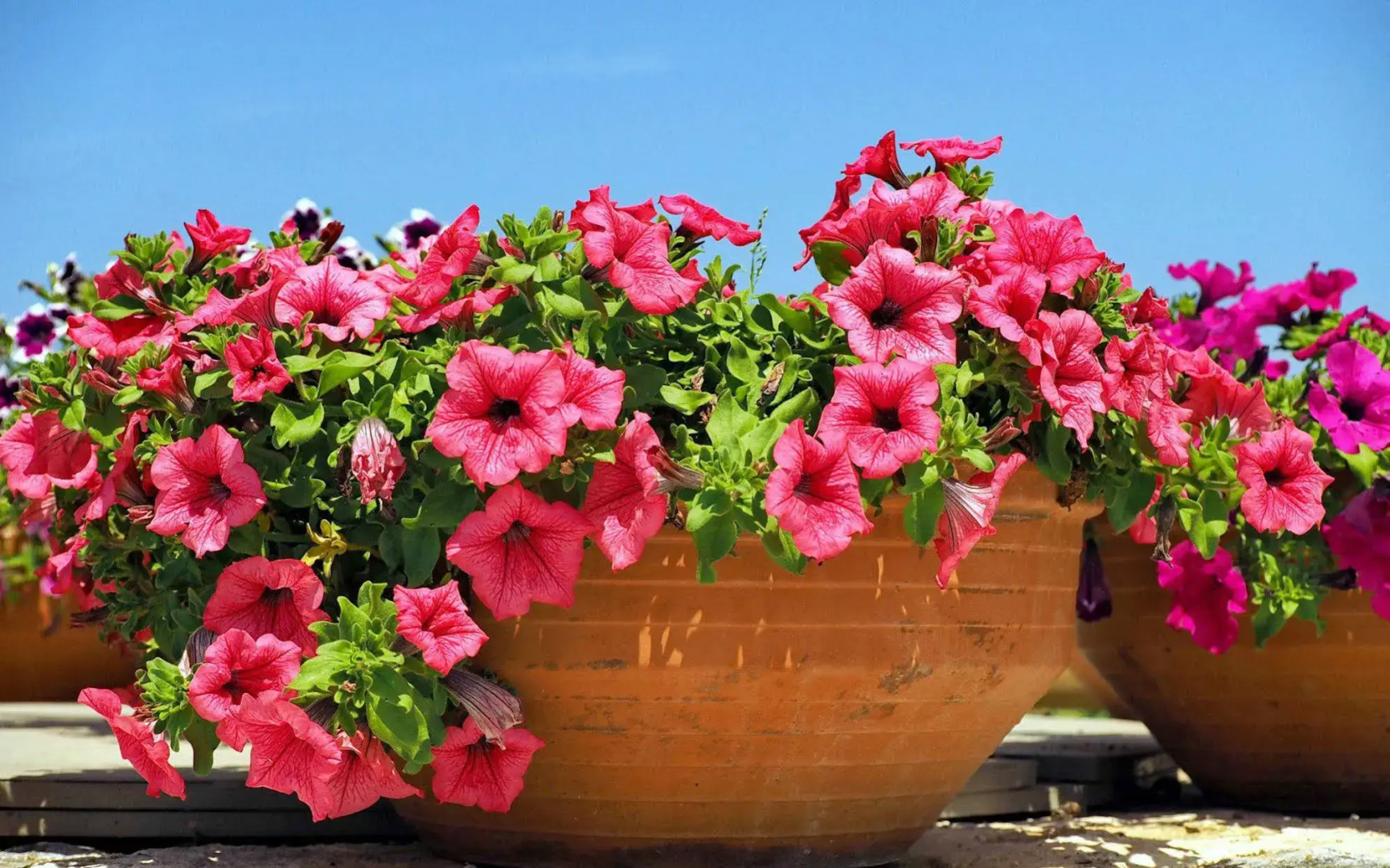 To Armiro Boutique Houses