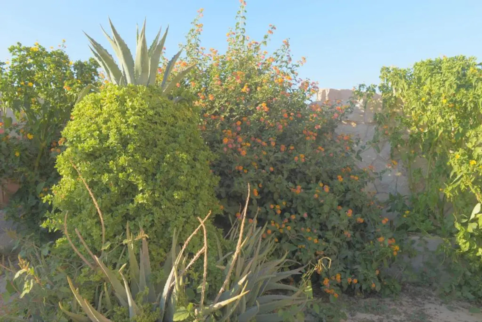 Happy Bedouin House Petra