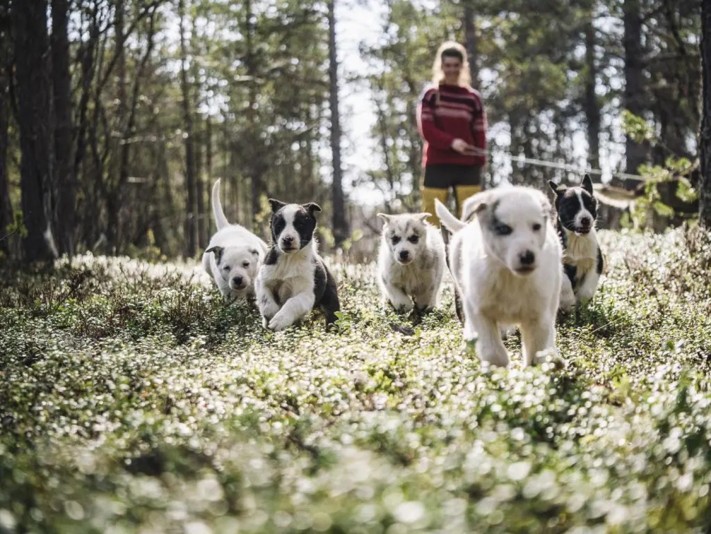 Trasti & Trine´s Lodge