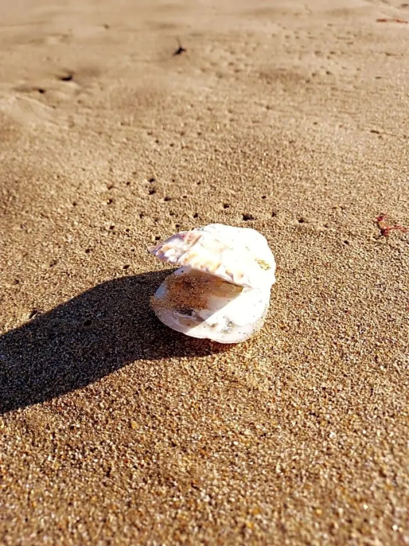 Maison Triton Et Porcelaine