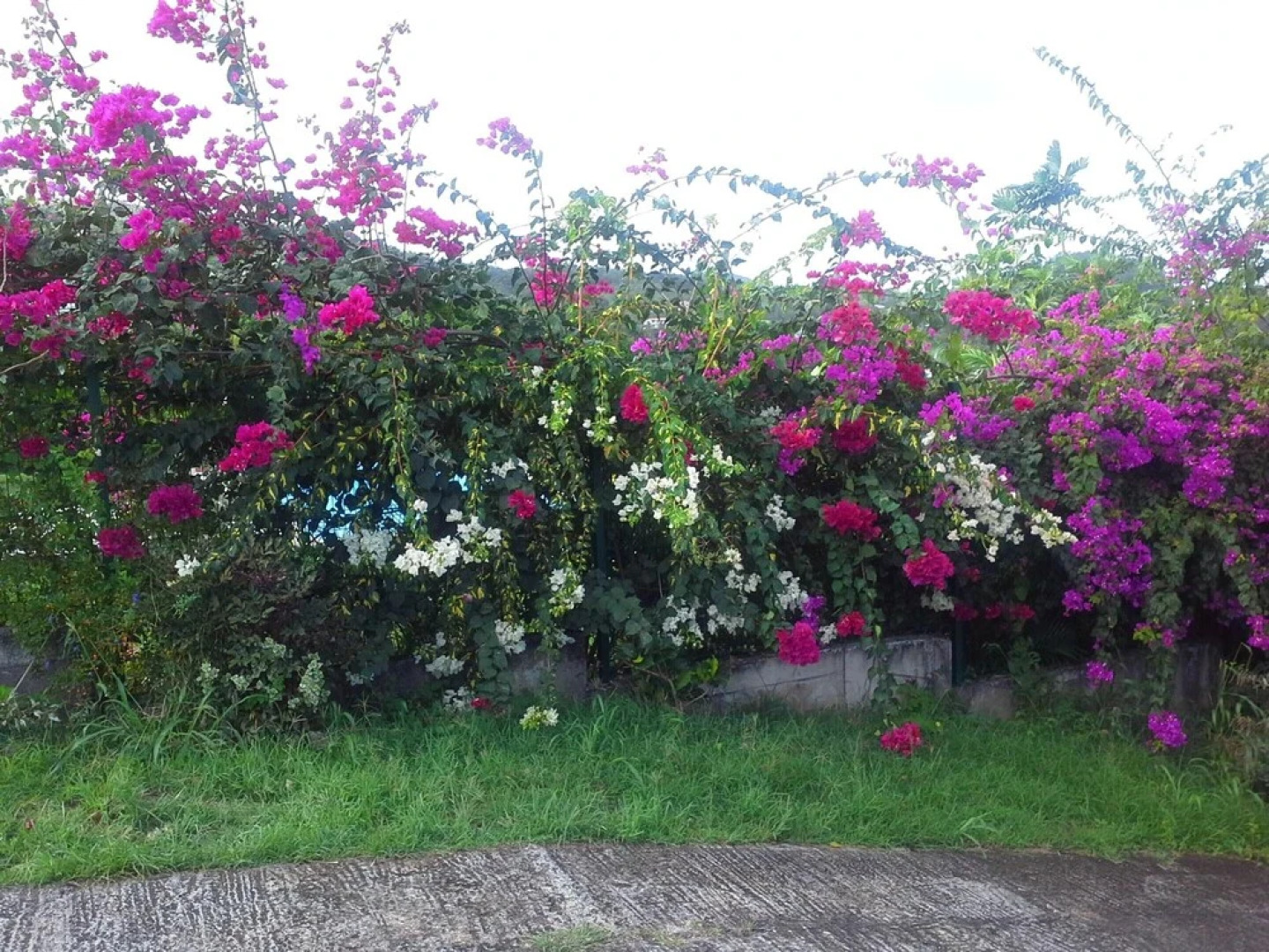 Apartment With one Bedroom in Le Robert, With Wifi - 2 km From the Bea