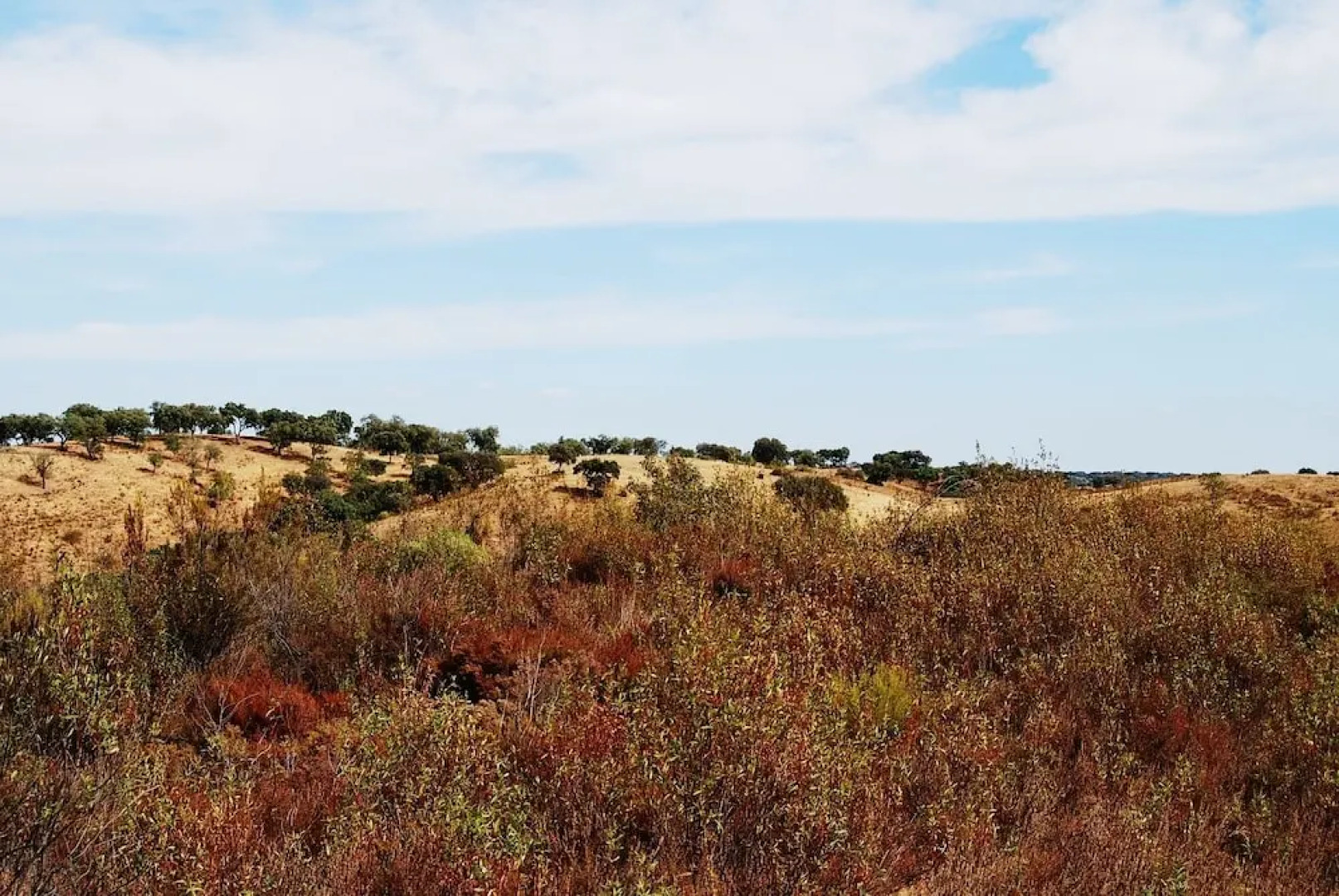 Buddha Peaceful Oasis