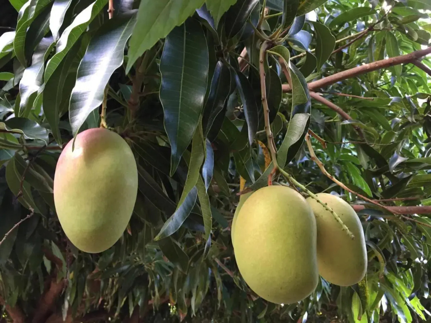T2 tropical en bord de piscine à 100m de la mer