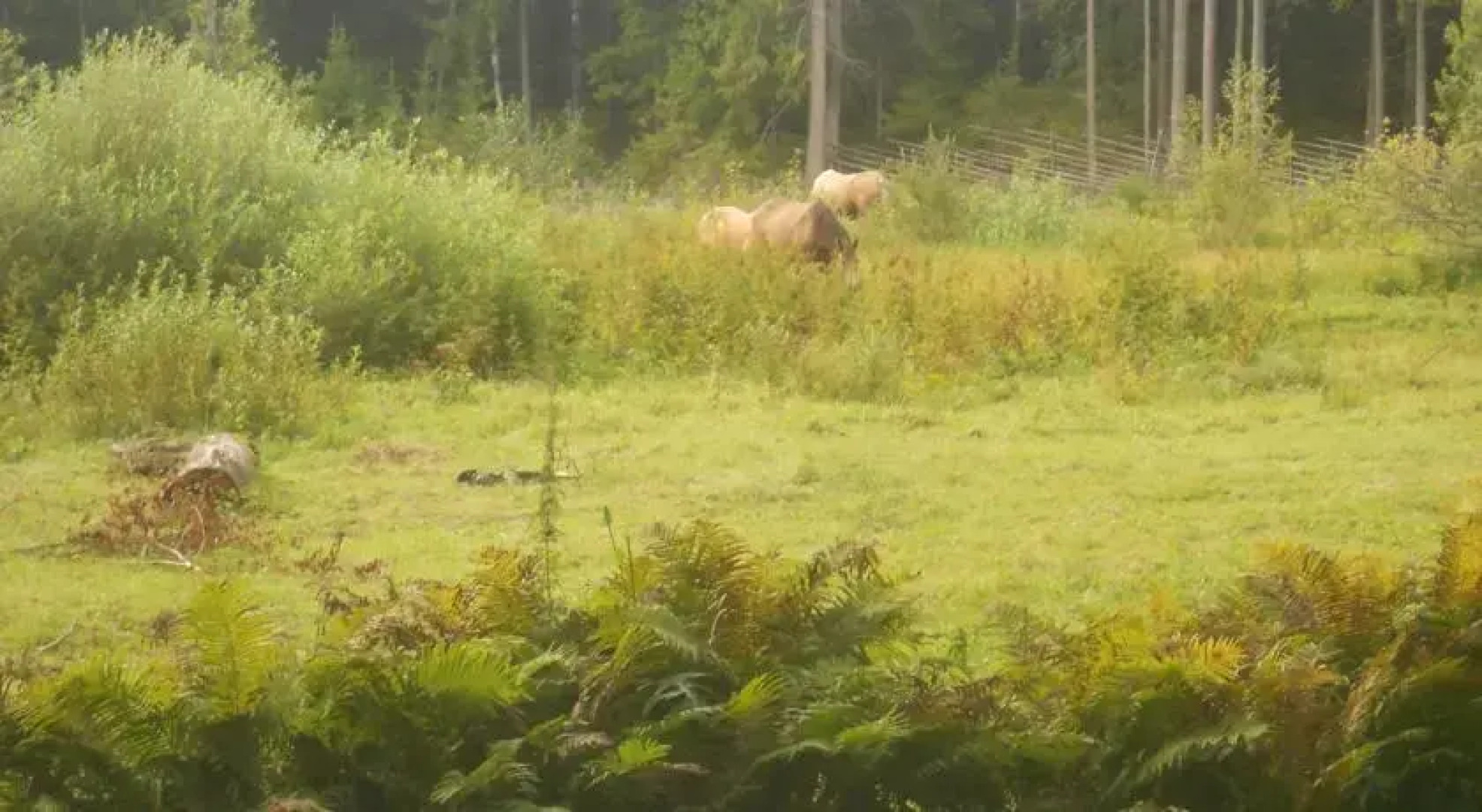 Mustjõe Tourism farm